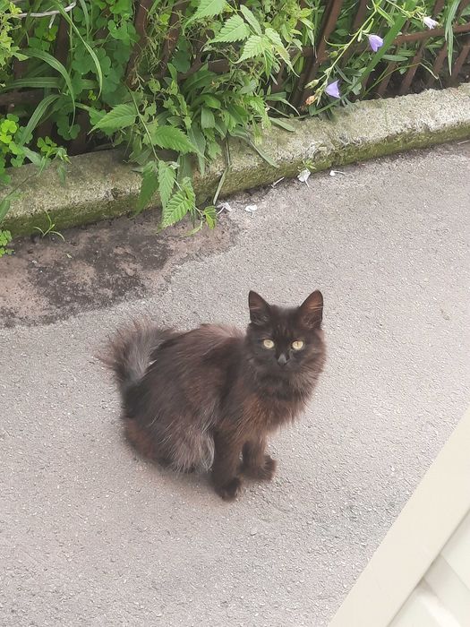 Котики шукають сім'ю