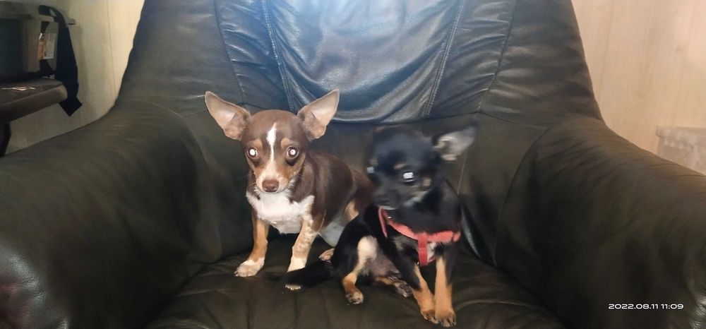 Девочка чихуахуа ищет минимальчика,кобо типа.