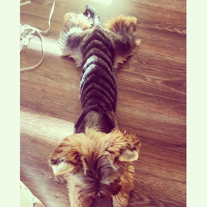 Стрижка собак и котів у Вас вдома. Грумер