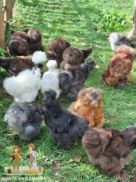 Galos diversas raças
