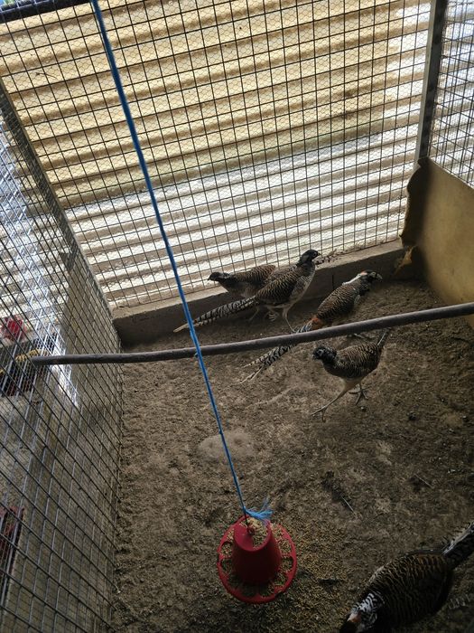 Faisões disponíveis