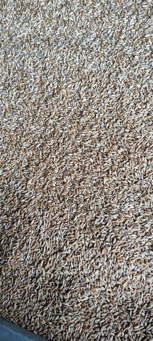 Pszenica jara  tegoroczna