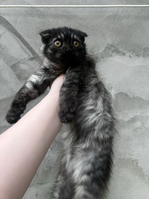 Продається  хлопчик висловушка (шотландський)