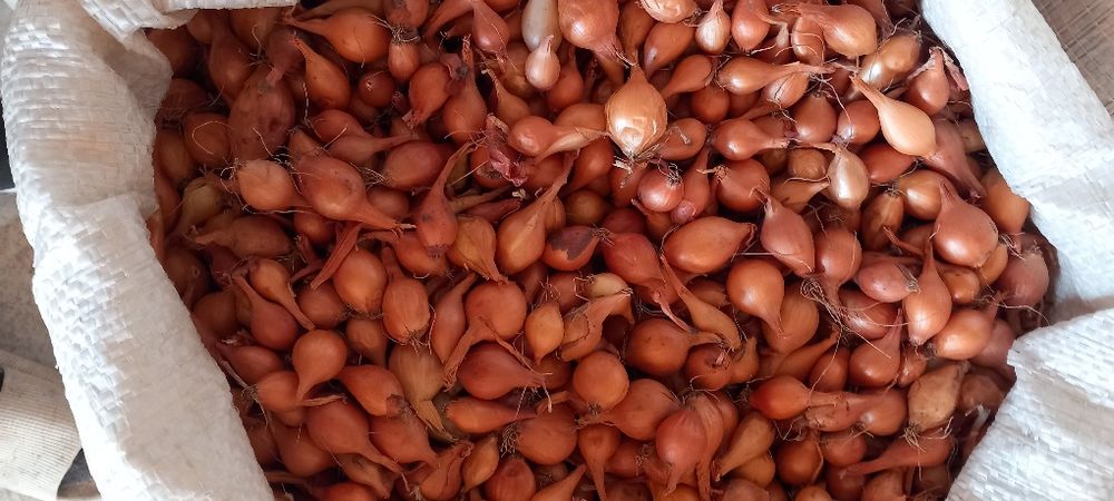 Лук севок тыконка штутгорт дельфин синии белый жолтый