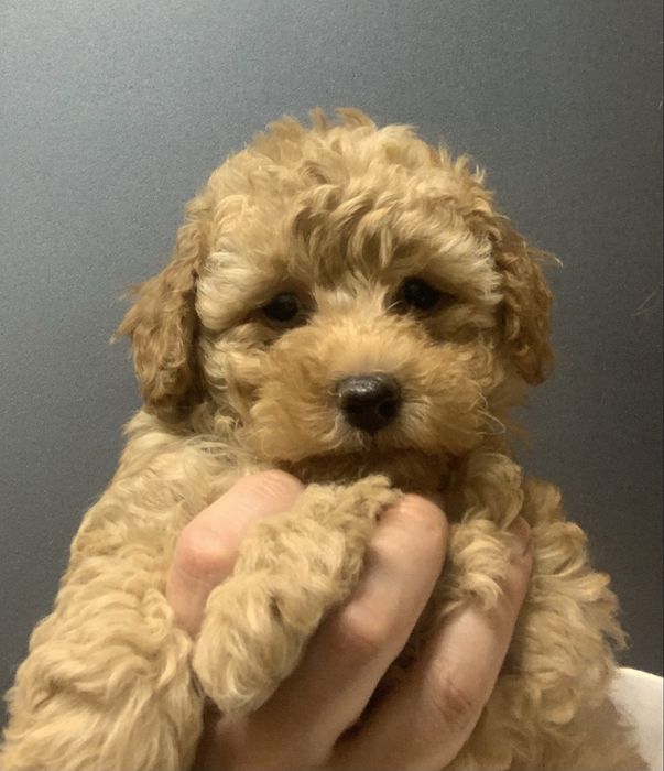 Хлопчики і дівчатка  той пуделятка