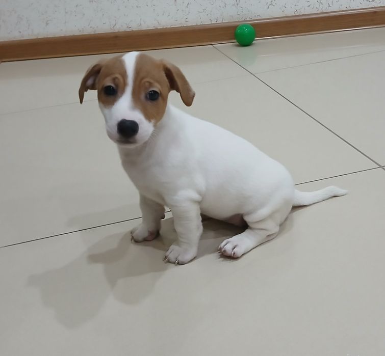 Jack Russel Terrier gotowy do odbioru