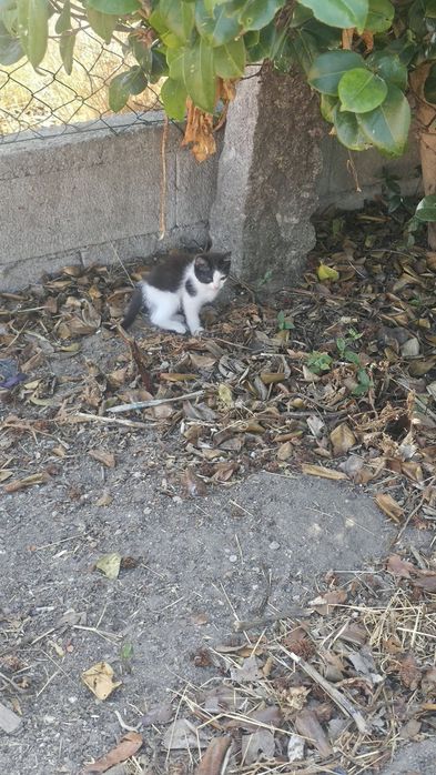 Gatinha para adopção responsavel