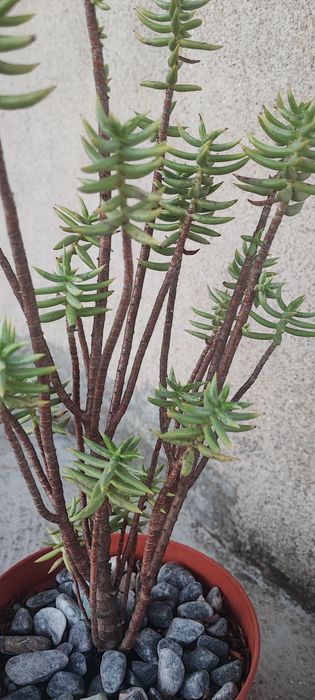 Planta suculenta cato