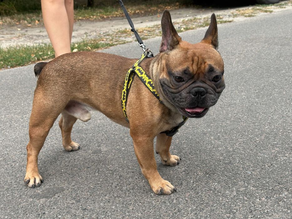 Француз шукає француженку, В'ЯЗКА