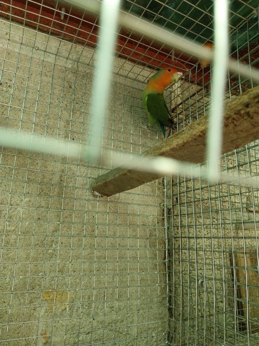 Agapornis        Macho