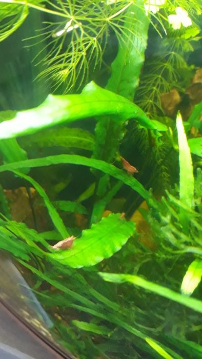 Krewetki red  cherry