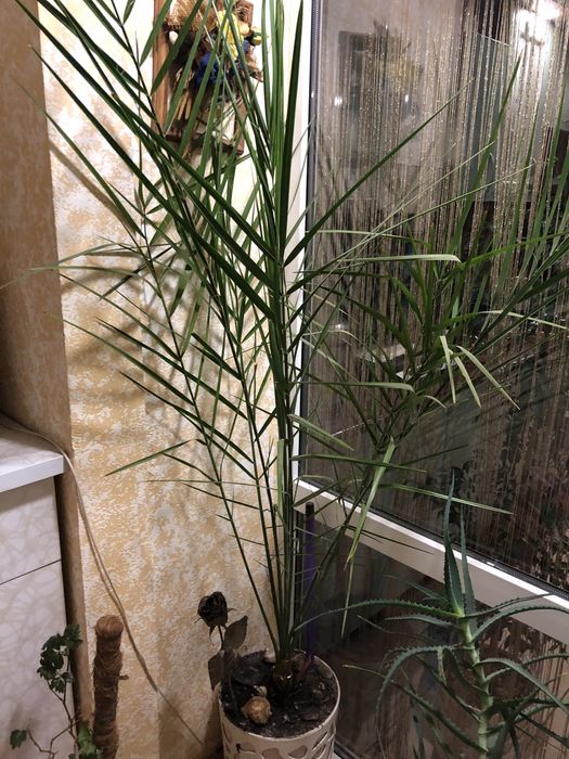 Пальма фінікова висота 1.70