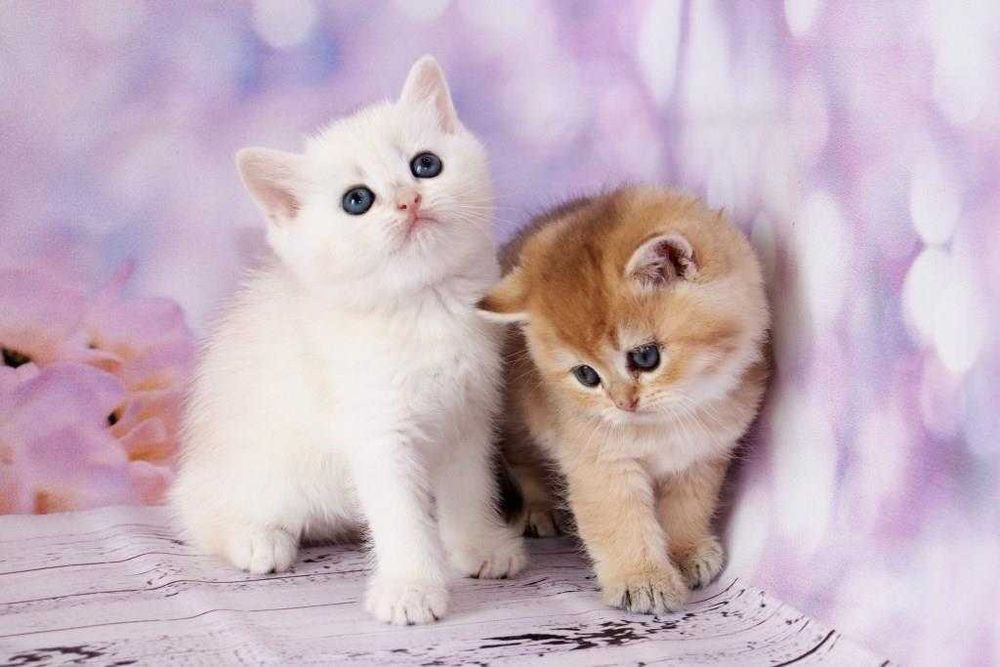 Британські плюшеві кошенята з щепленням та гарними манерами