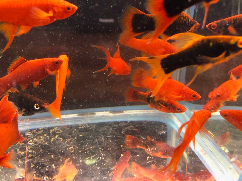 Alpha Mieczyk , Red Ruby