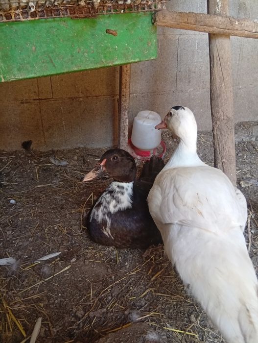 Patos mudos para venda!