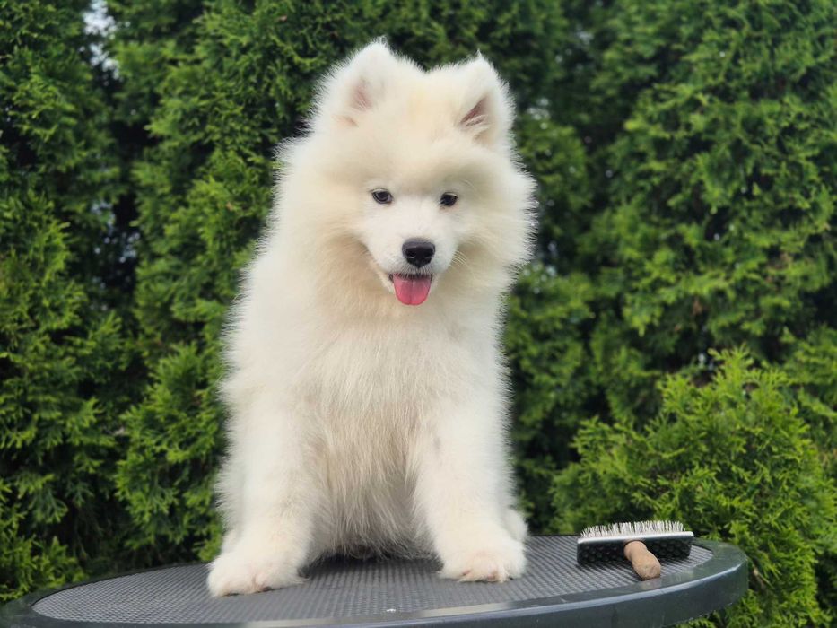 Samoyed ostatni  pies Zkwp do odbioru