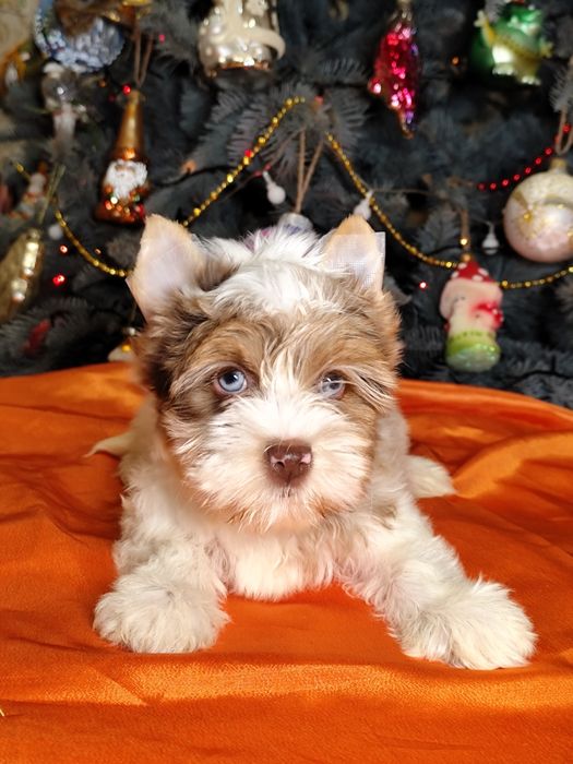 Блакитноока блондинка йорк