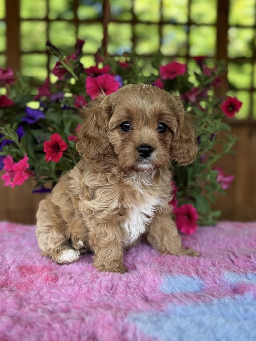 Cavapoo - dziewczynka