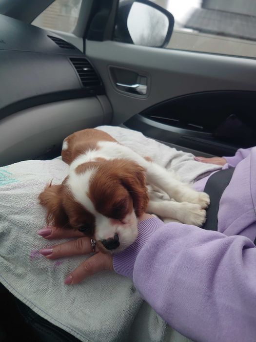 Доставка тварин, Перевезення тварин. Миколаїв. Переїзд. Трансфер