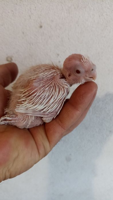 Caturras "colapsitas"para criar á mão, domesticar.