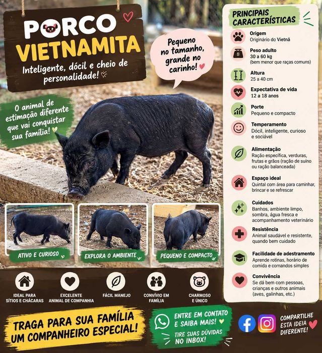 Porcos Vietnamitas – Machos e Fêmeas