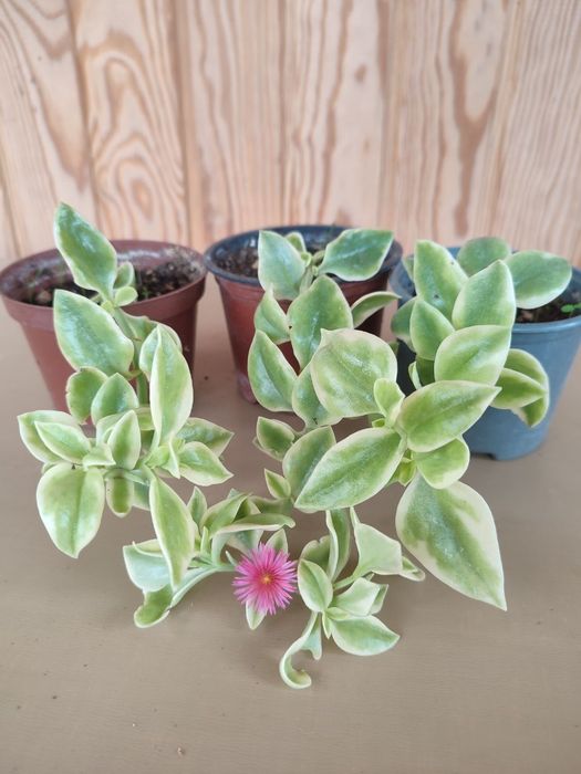 Пеларгонії.Альтернантера.Фікус. Аглаонема. Бегонія