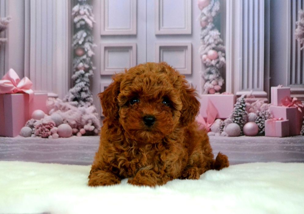 Той пудель ред браун