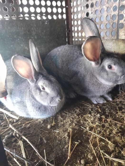 Продам кролів на забій