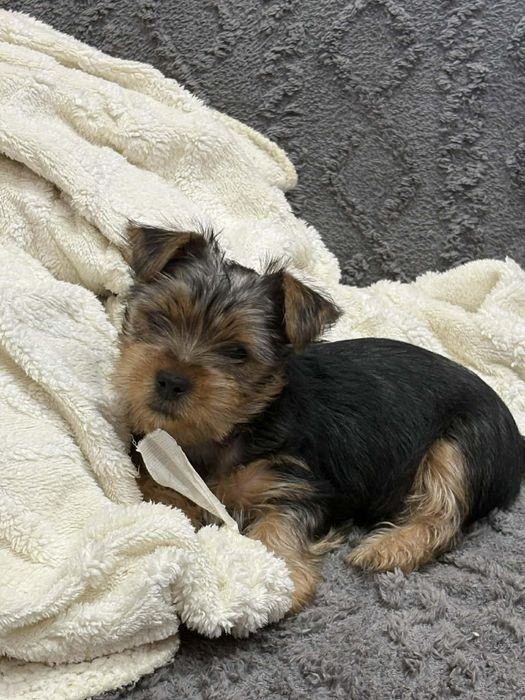 York Shire Terrierrrrr