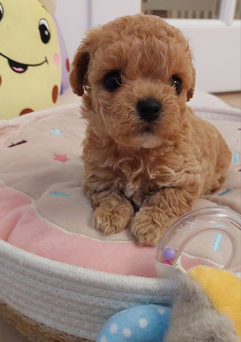 Maltipoo chłopczyk xxs Leo