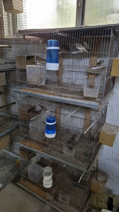 Gaiolas criaçao com ou sem acessórios