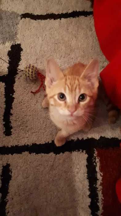 Pet Sitting / Home Sitting - Cuidadores/Tratadores