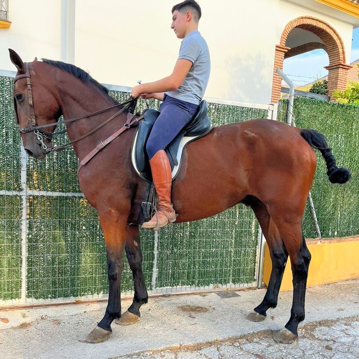 Cavalo castrado  .