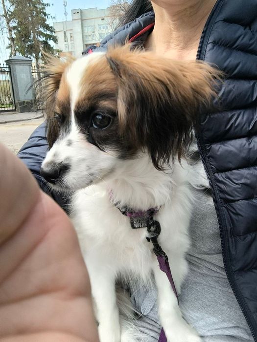 Спаніель  той іграшкова дівчинка