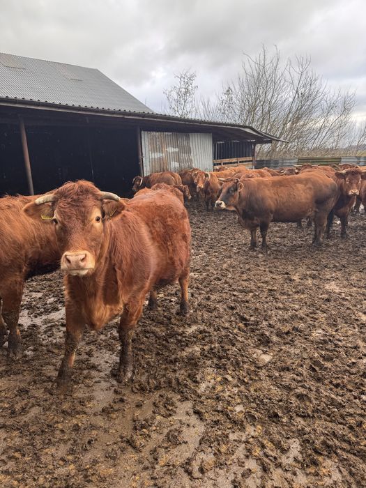 Sprzedam jałówki wysokocielne Limousine