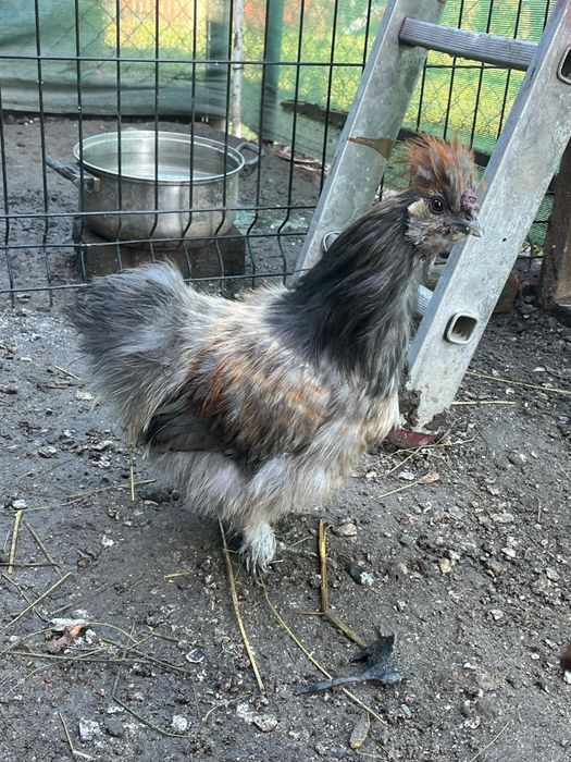 Koguta silka (6 miesięczne)