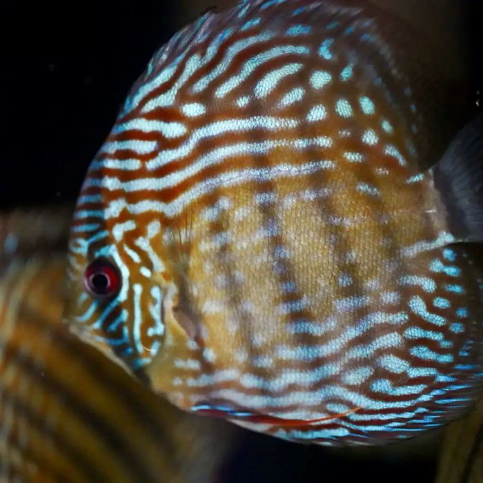 Wild Discus (Discus Selvagens)