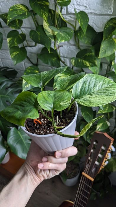 Сциндапсус епіпремнум  Марбл Квін  Глобал Грін Голден Марбл Квин Потос