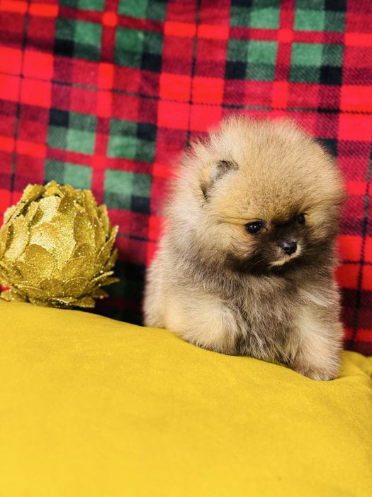 Фантастичної краси міні хлопчик КСУ