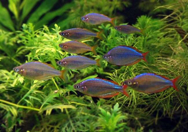 GB tęczanka neonowa