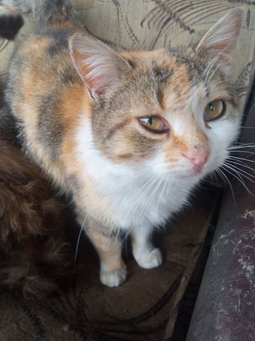 Віддам кішку безкоштовно