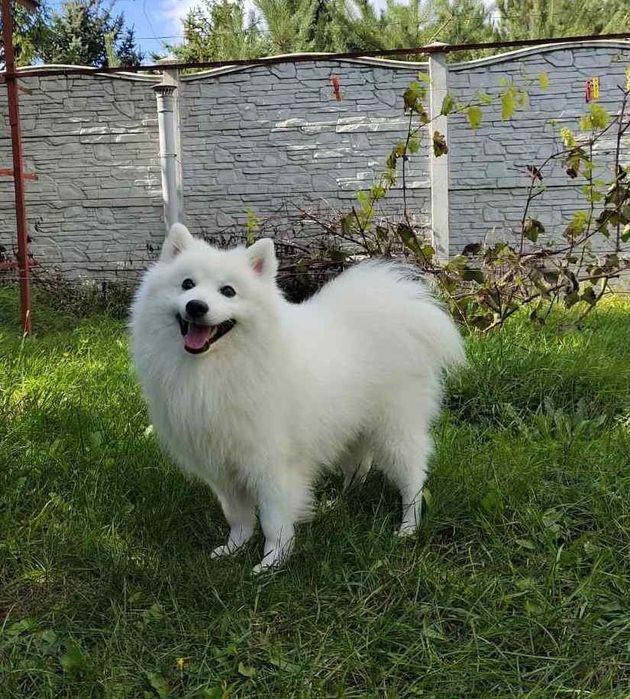 Японский шпиц ищет подругу