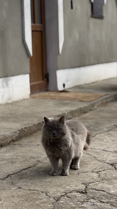 шотландські котики
