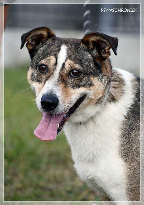 Uśmiechnięty Bonzo szuka domu