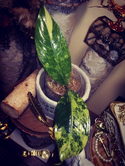 Dieffenbachia Variegata Daguensis RZADKOŚĆ monstera philodendron