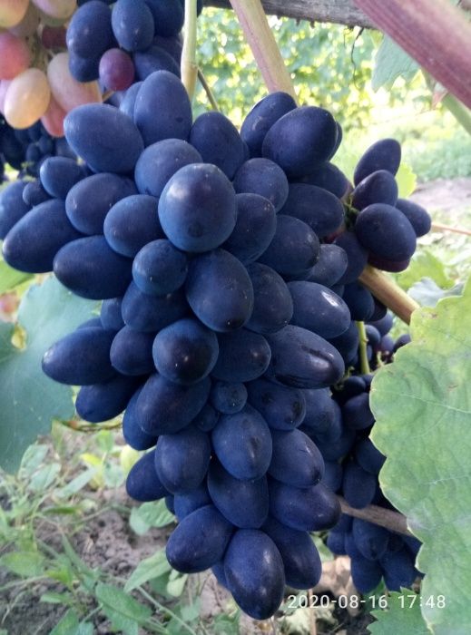 Саджанці винограду ( саженцы винограда ) .Кращі сорти ! Висока якість!