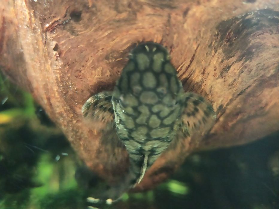 Zbrojnik Ancinstrus L-519 KIEFNERI