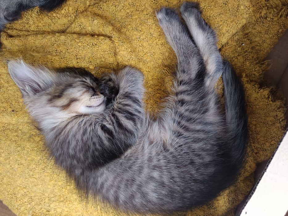 Gatinhos para adoção