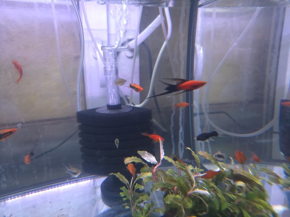 Mieczyki liry długopłetwe