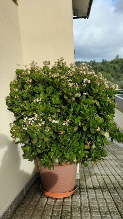 Planta de Jade em vaso